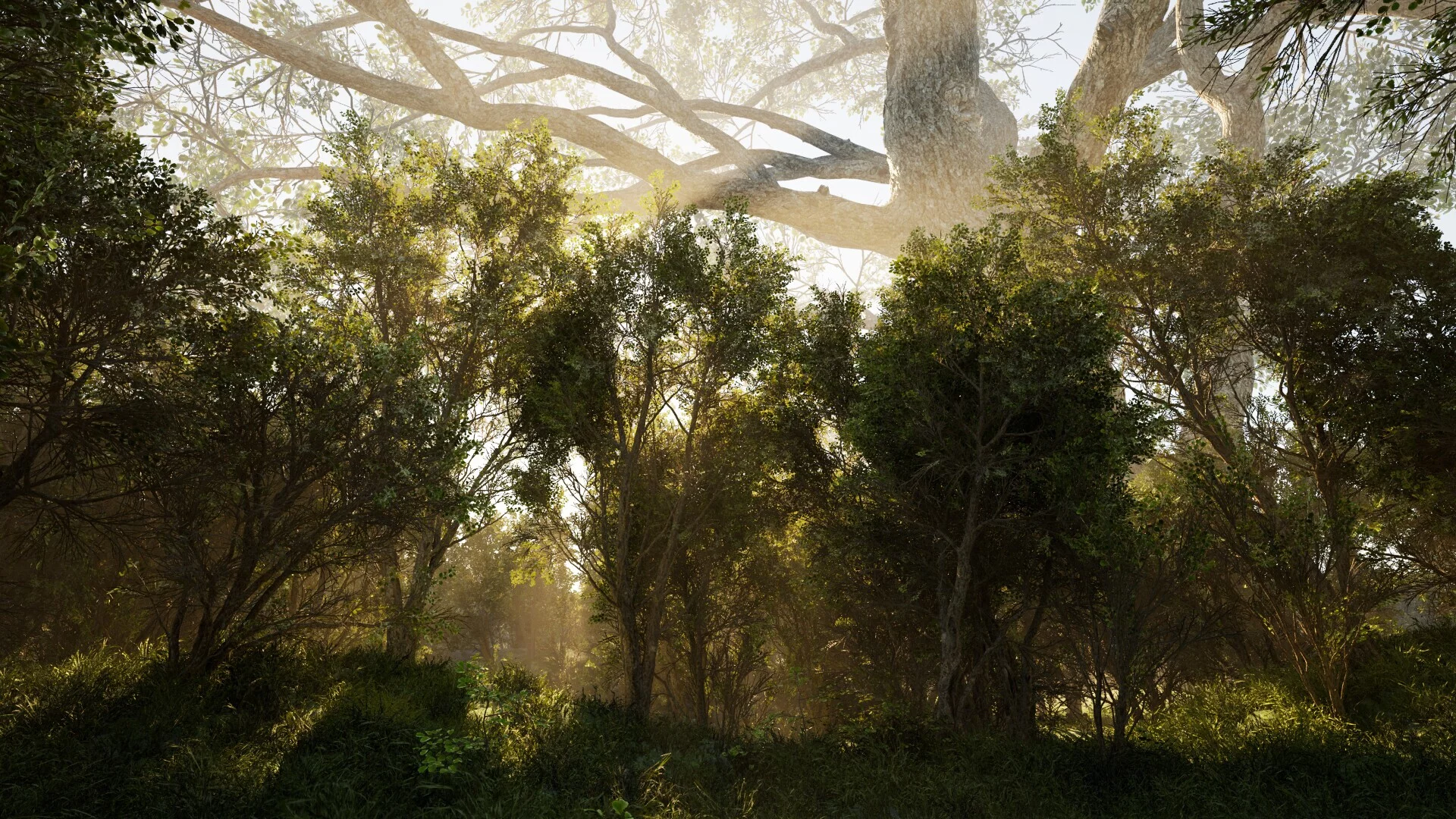 Изображение игры: Calming Forest