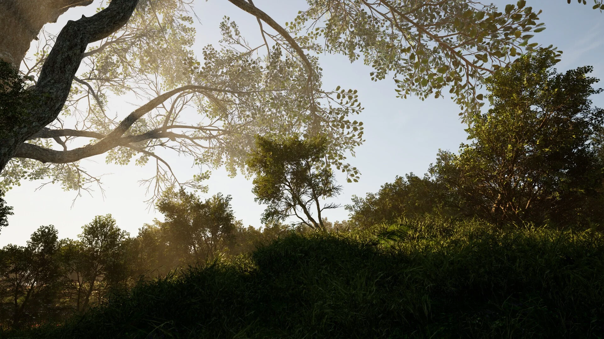 Изображение игры: Calming Forest
