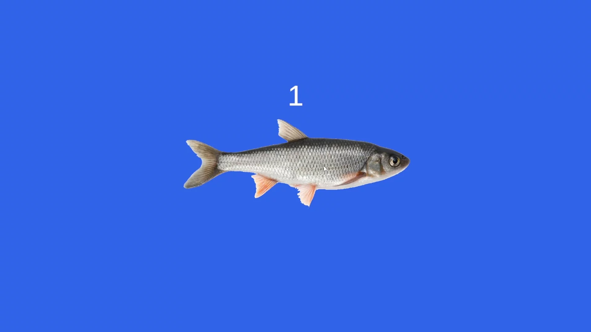 Изображение игры: Fish