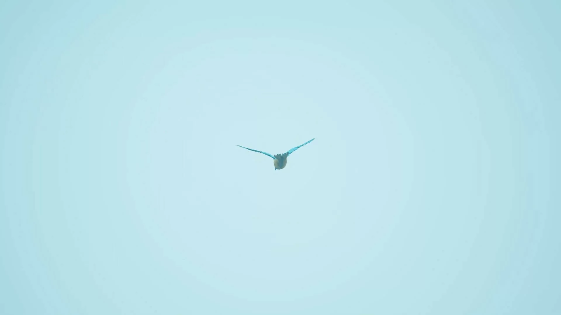 Изображение игры: Bird Feather: Aquamarine World