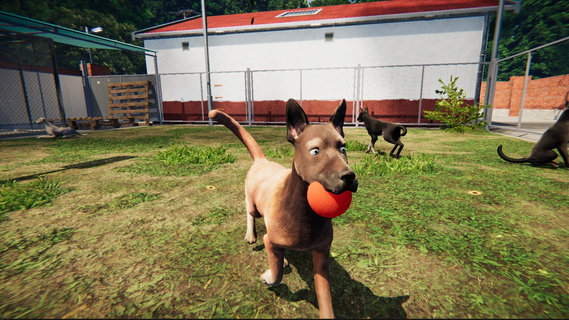 Изображение игры: Animal Shelter: Prologue