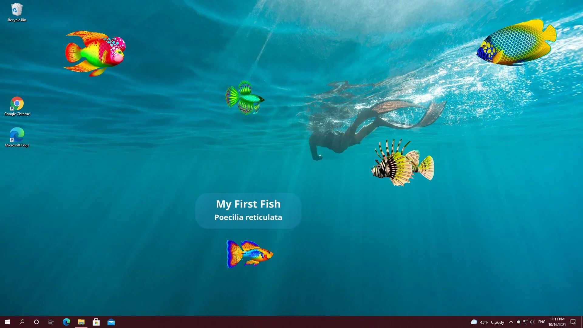 Изображение игры: Virtual Aquarium - Overlay Desktop Game