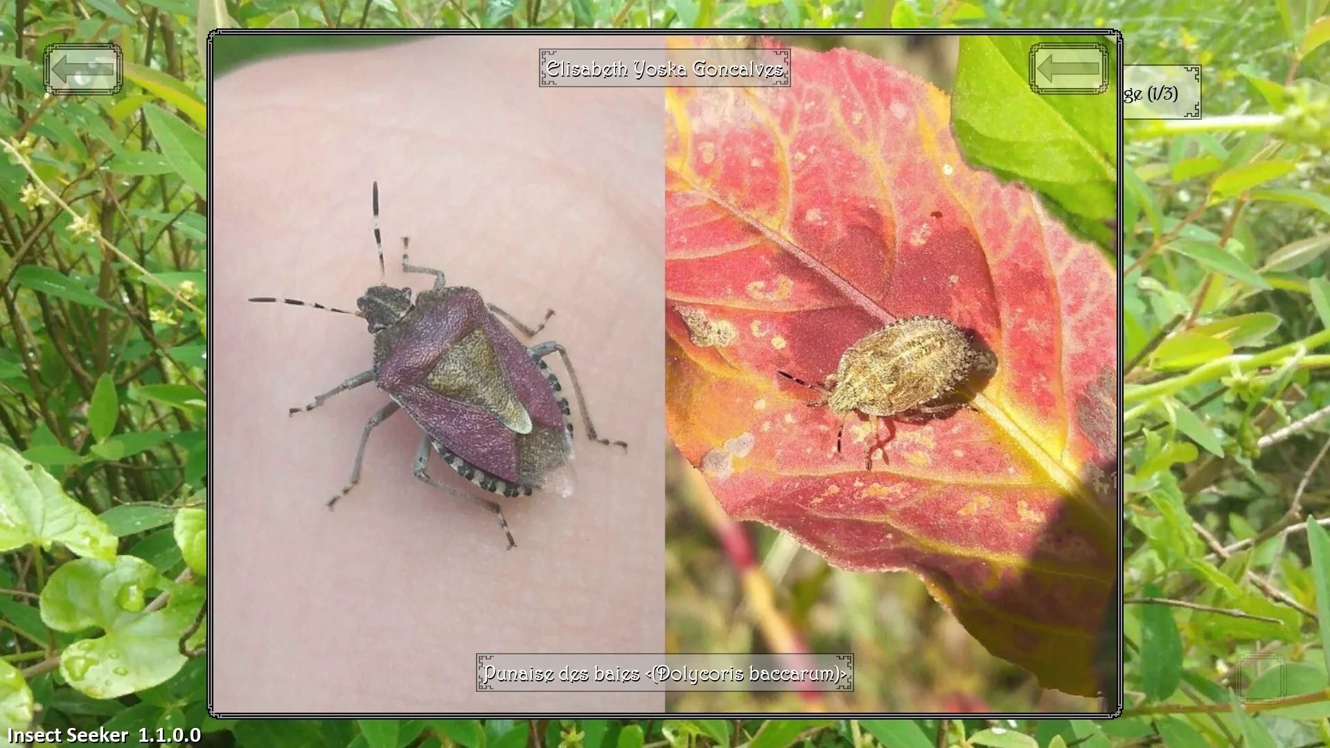 Изображение игры: Insect Seeker
