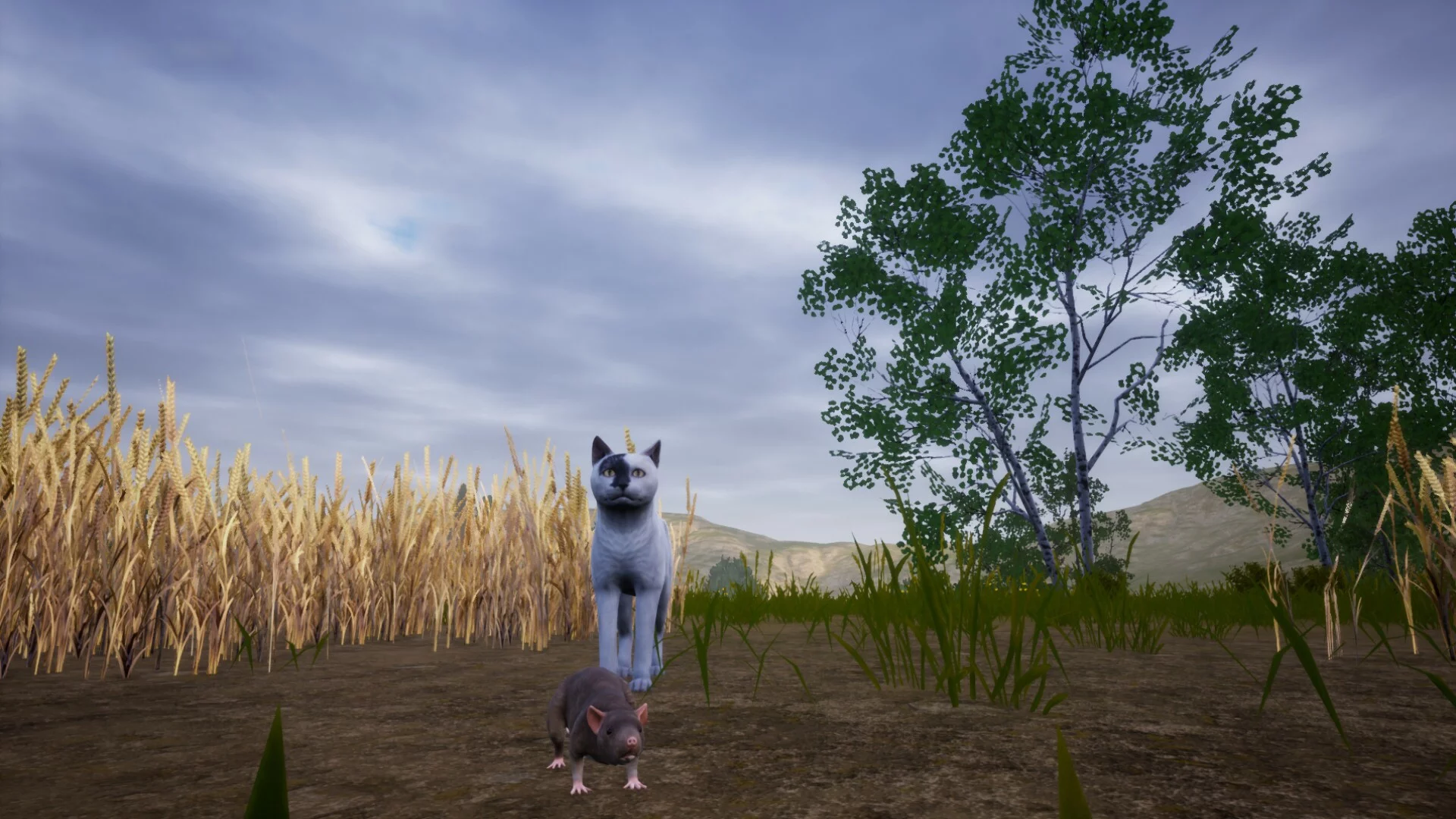 Изображение игры: Cat Simulator: Meow