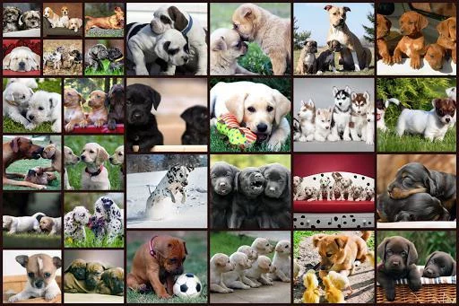Изображение игры: Dogs Jigsaw Puzzles Game - For Kids & Adults 🐶
