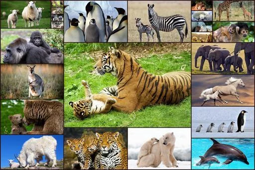 Изображение игры: Animal Babies Jigsaw Puzzles Game - Kids & Adults