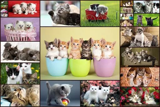 Изображение игры: Cats Jigsaw Puzzles Games - For Kids & Adults 😺