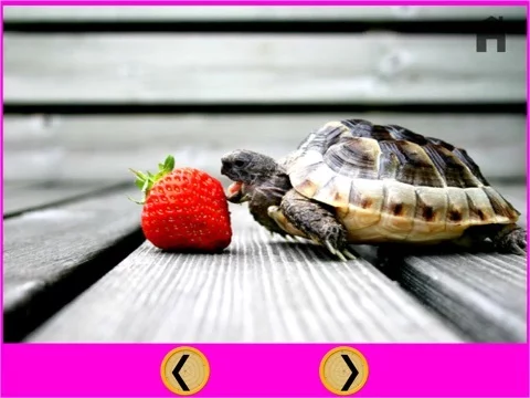 Изображение игры: beautiful amazing turtles for kids - free