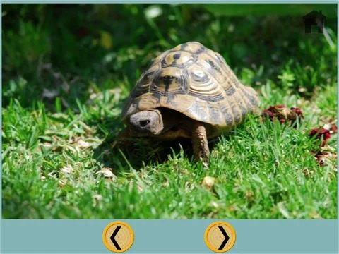 Изображение игры: friendly turtles for kids - free