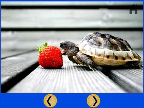 Изображение игры: exceptionnal turtles for kids - free