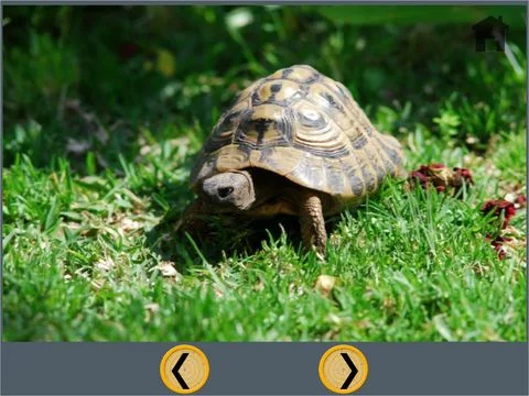 Изображение игры: fantastic turtles pictures for kids - free