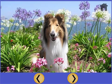 Изображение игры: my kids and dogs collection - free