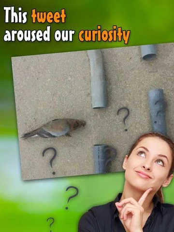 Изображение игры: Real bird: Tap to fly!