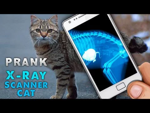 Изображение игры: Simulator X-Ray Cat