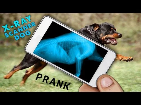 Изображение игры: Simulator X-Ray Dog