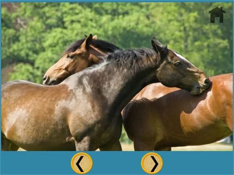 Изображение игры: funny horses for kids - free game