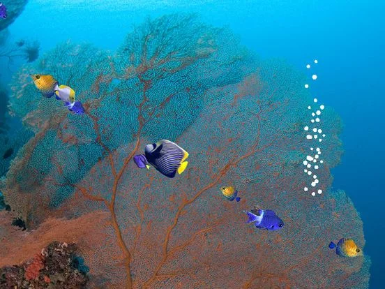 Изображение игры: Fishies