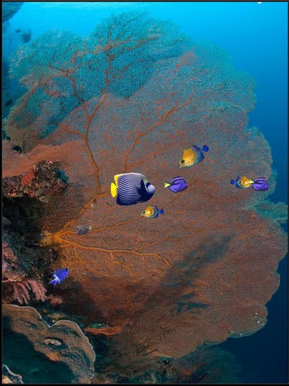 Изображение игры: iFishies