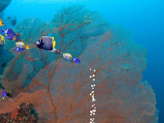 Изображение игры: iFishies