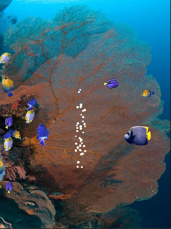 Изображение игры: iFishies