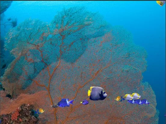 Изображение игры: iFishies
