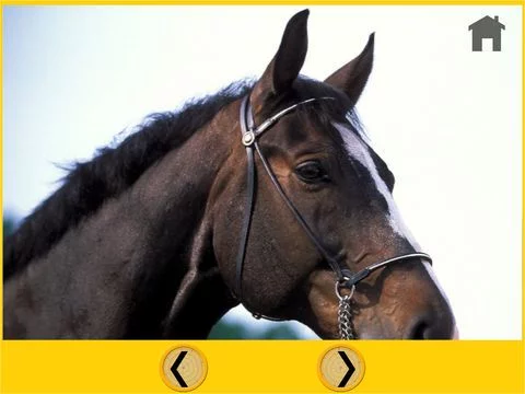 Изображение игры: beautiful horses for kids - free game