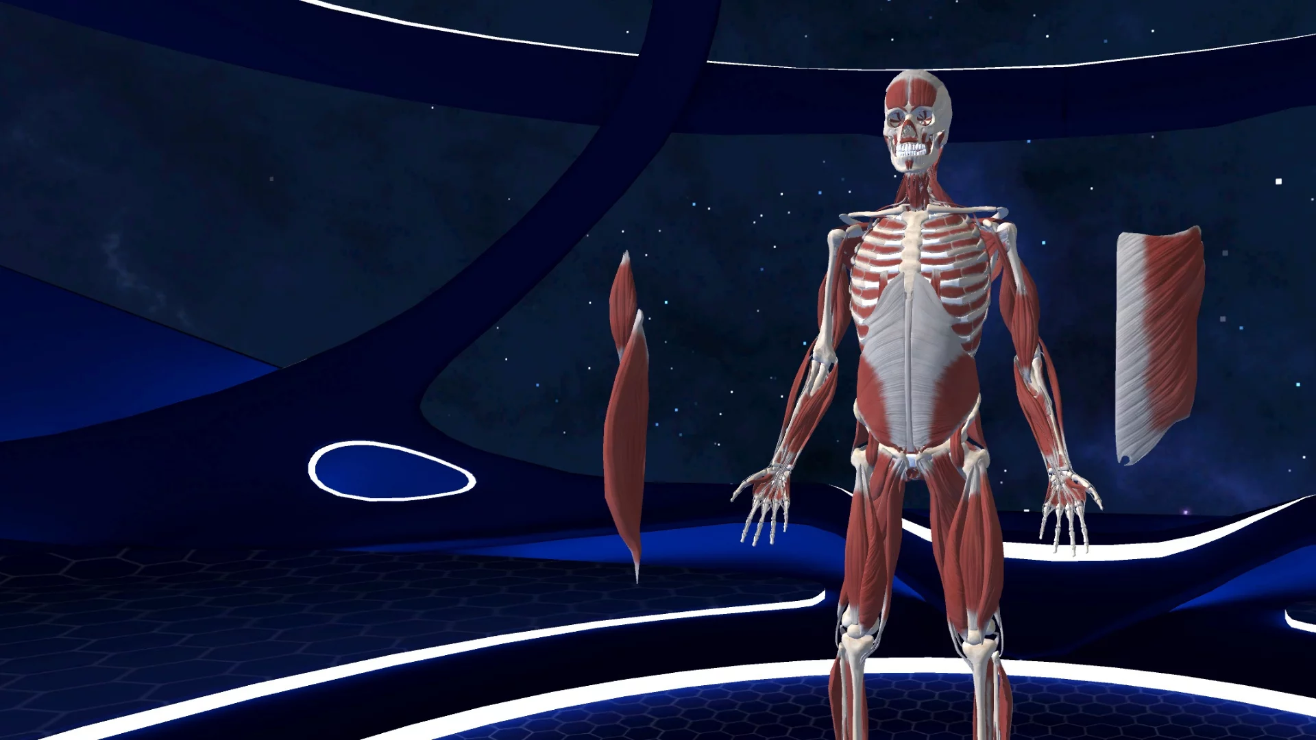 Изображение игры: Human Anatomy VR