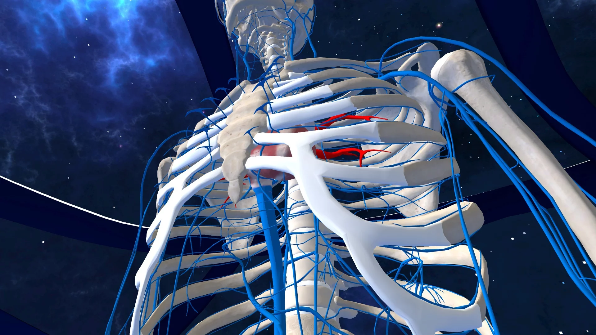 Изображение игры: Human Anatomy VR