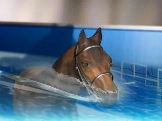 Изображение игры: Derby Stallion