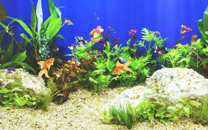 Изображение игры: Aquarium Sim