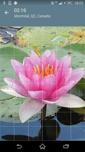 Изображение игры: Jigsaw Puzzle: Flowers