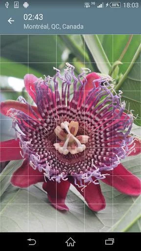 Изображение игры: Jigsaw Puzzle: Flowers