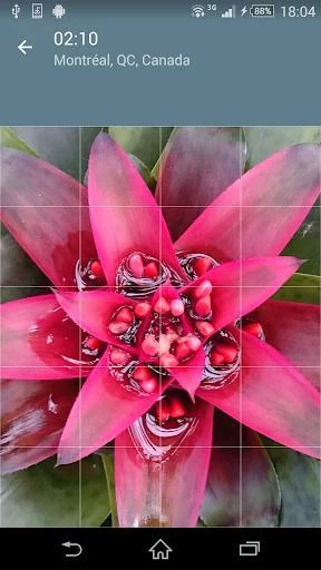 Изображение игры: Jigsaw Puzzle: Flowers