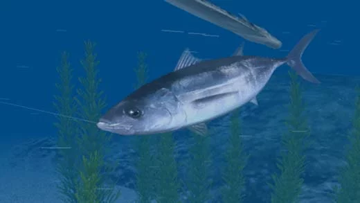 Изображение игры: Reel Fishing Ocean Challenge