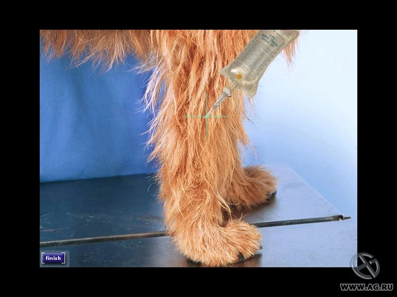 Изображение игры: Vet Emergency 2