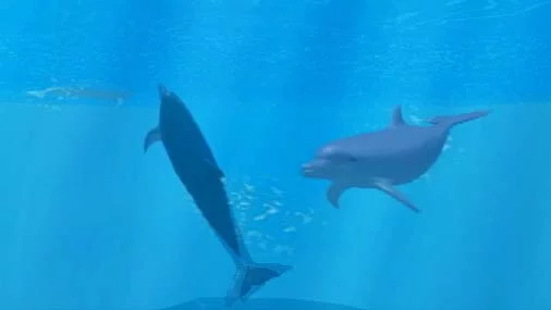 Изображение игры: My Dolphin