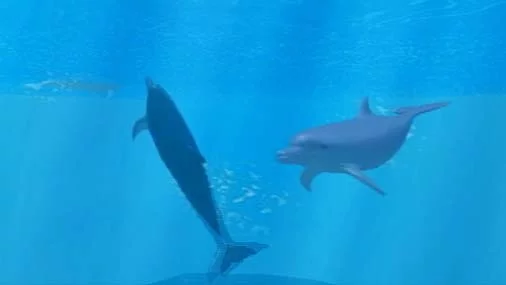 Изображение игры: My Dolphin