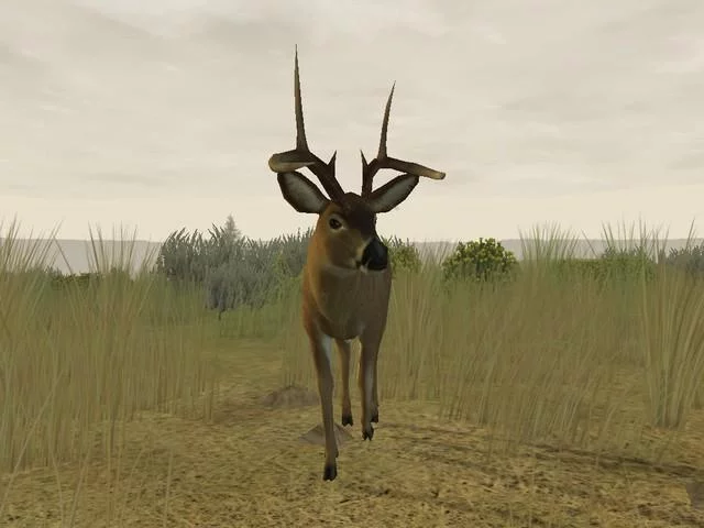 Изображение игры: Deer Hunter 2005
