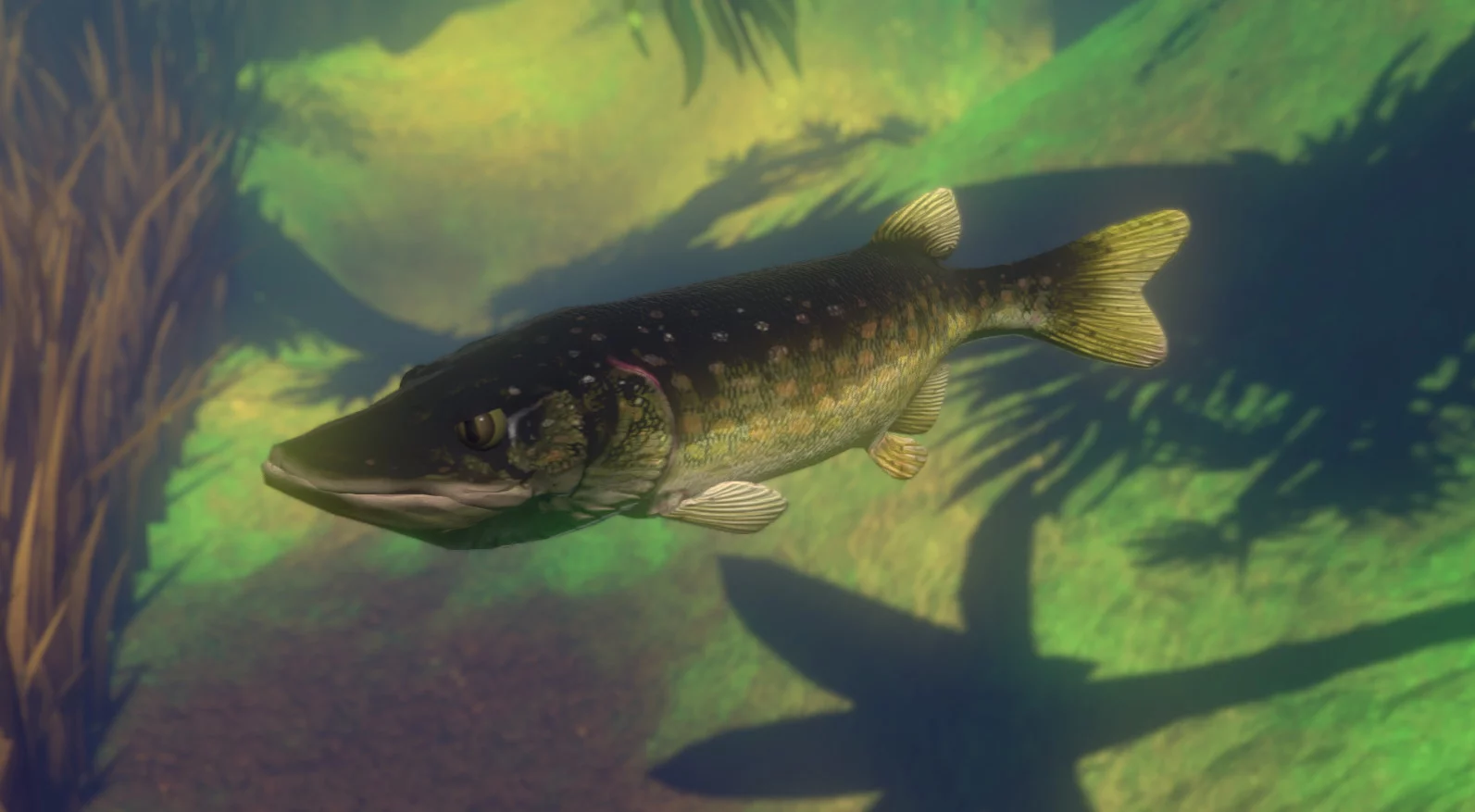 Изображение игры: Feed and Grow: Fish