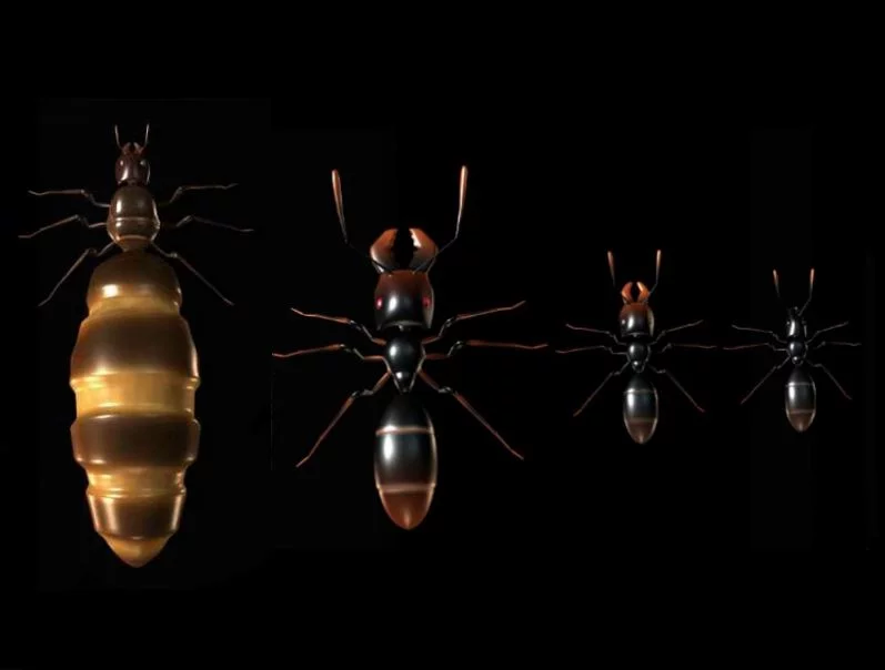 Изображение игры: Ant Queen
