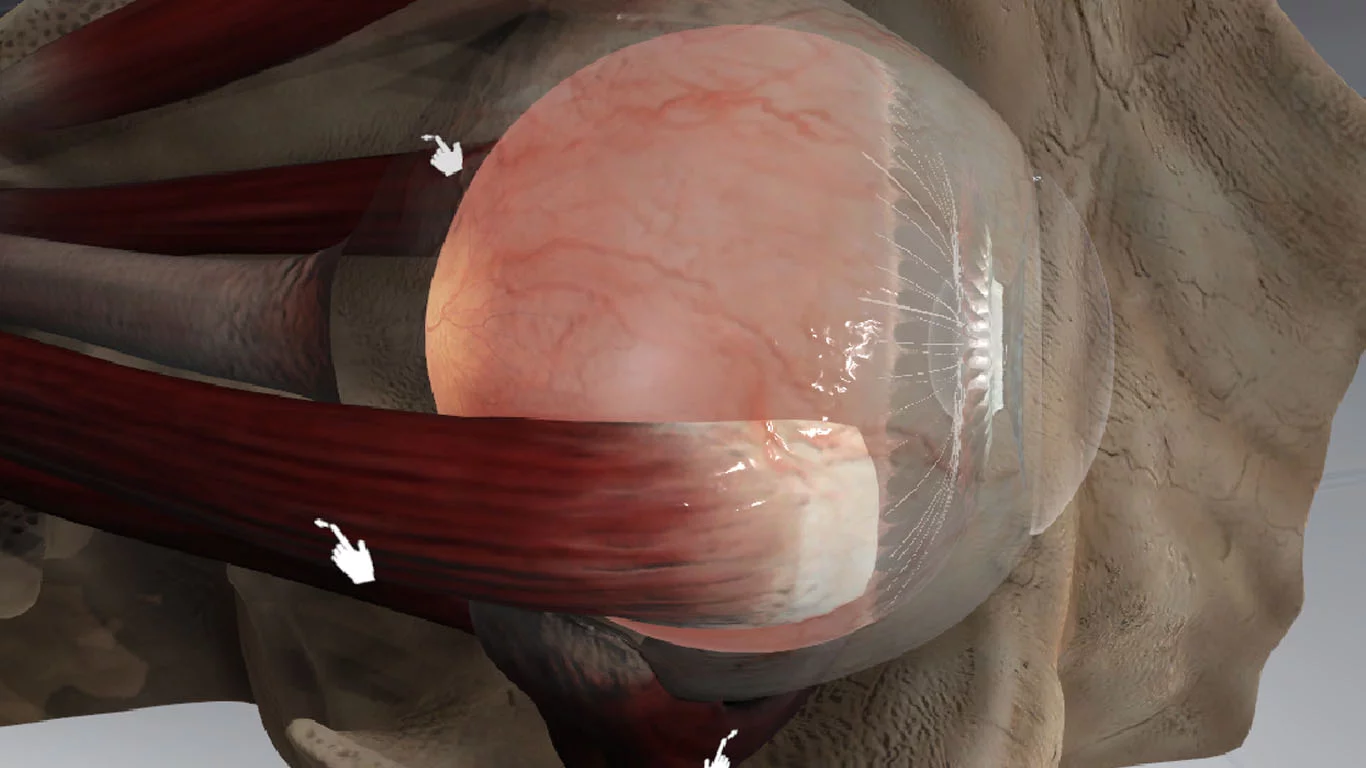 Изображение игры: The Physiology of the Eye
