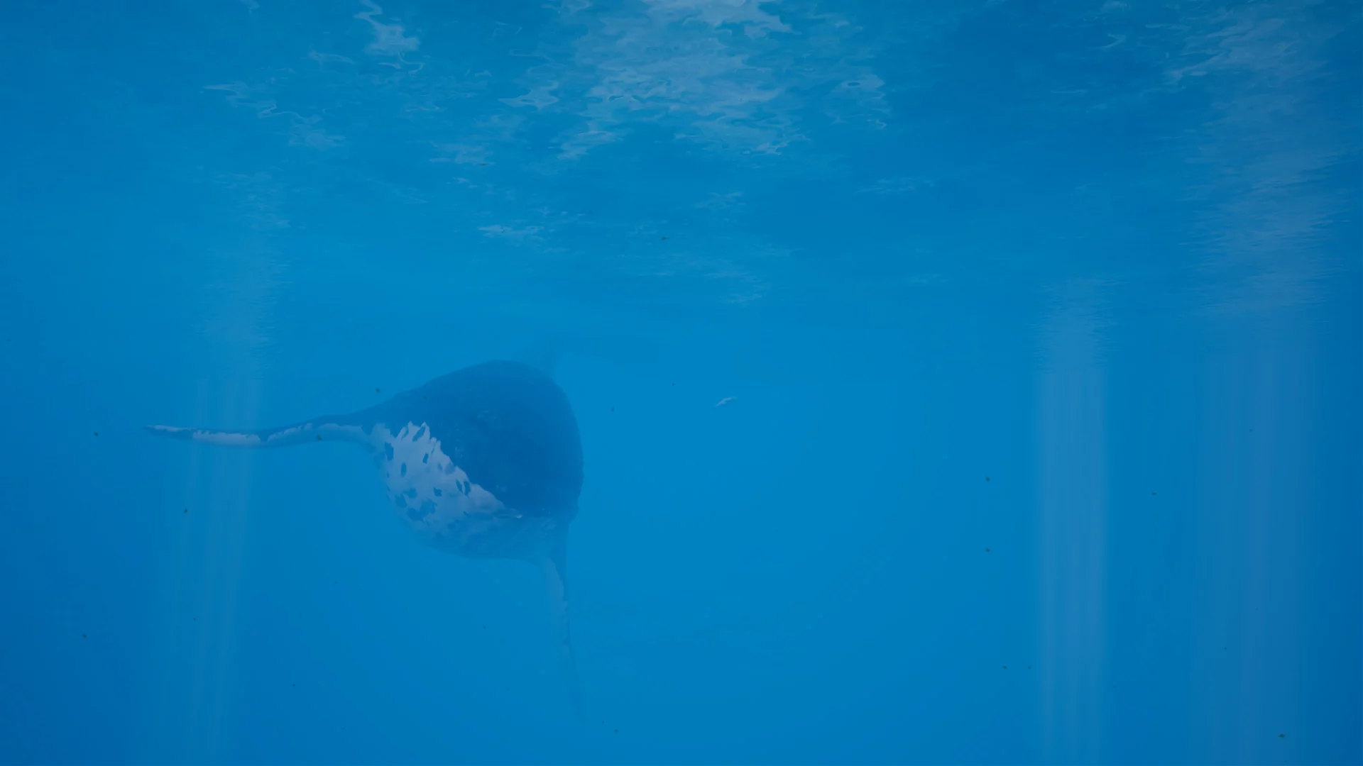Изображение игры: Call of the Ocean