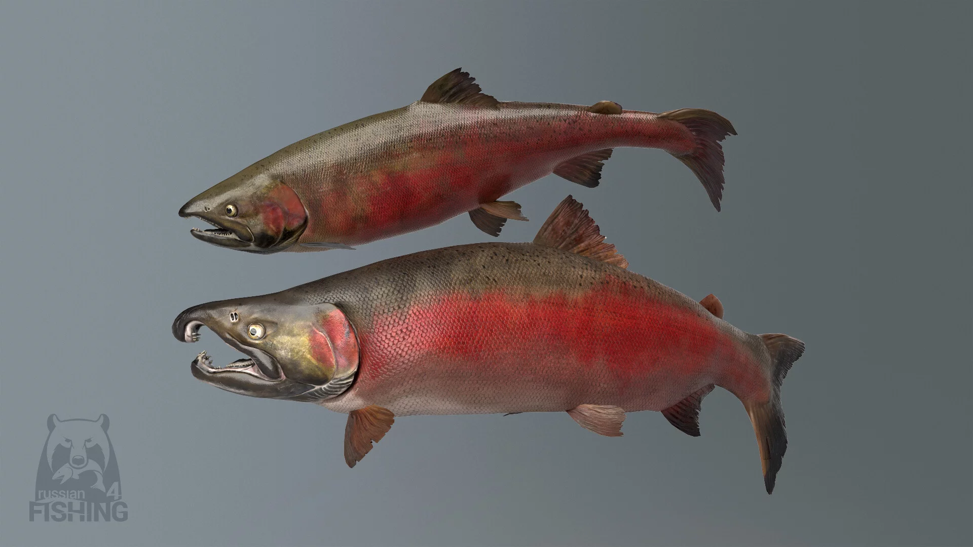 Изображение игры: Russian Fishing 4