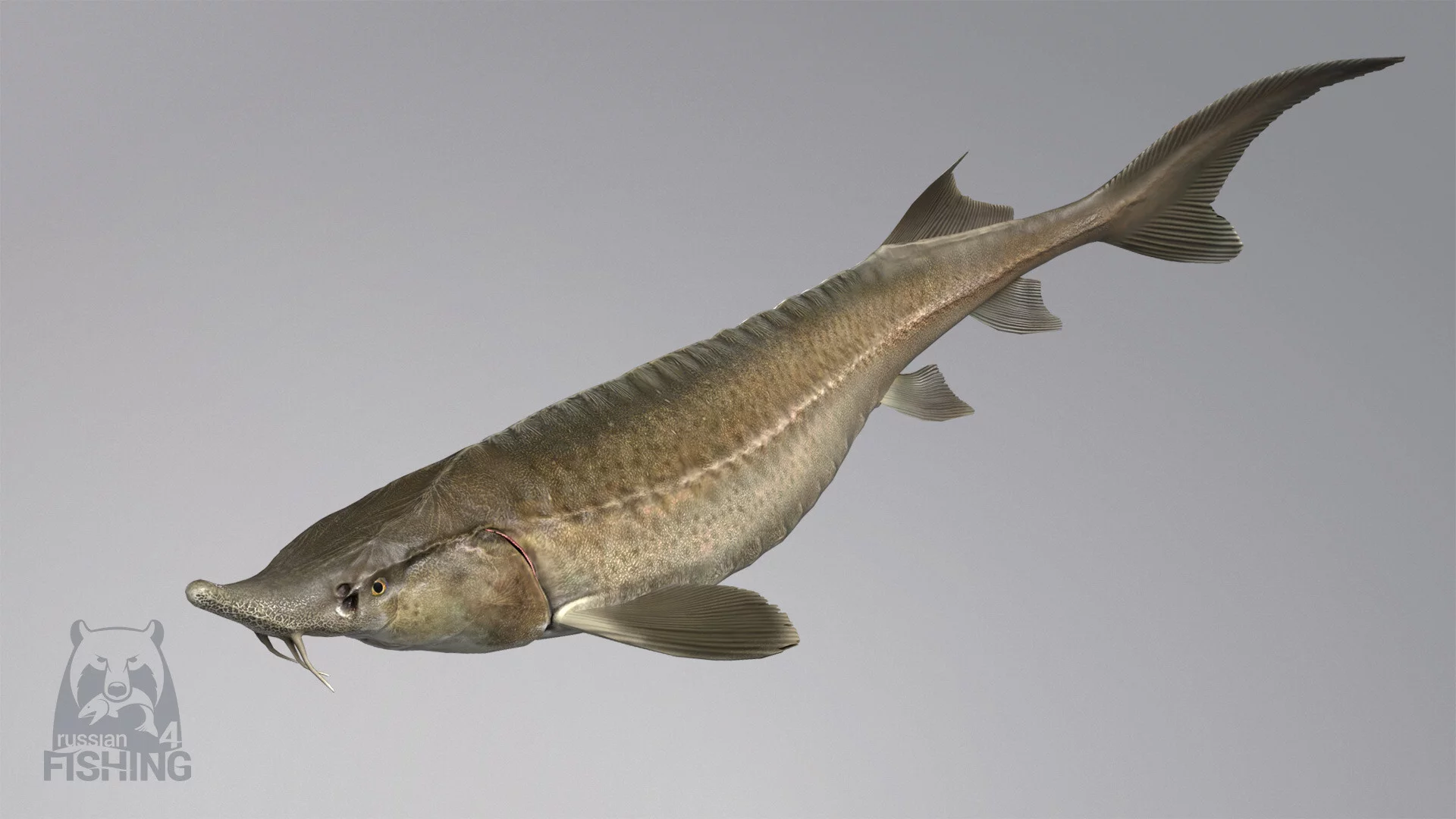 Изображение игры: Russian Fishing 4
