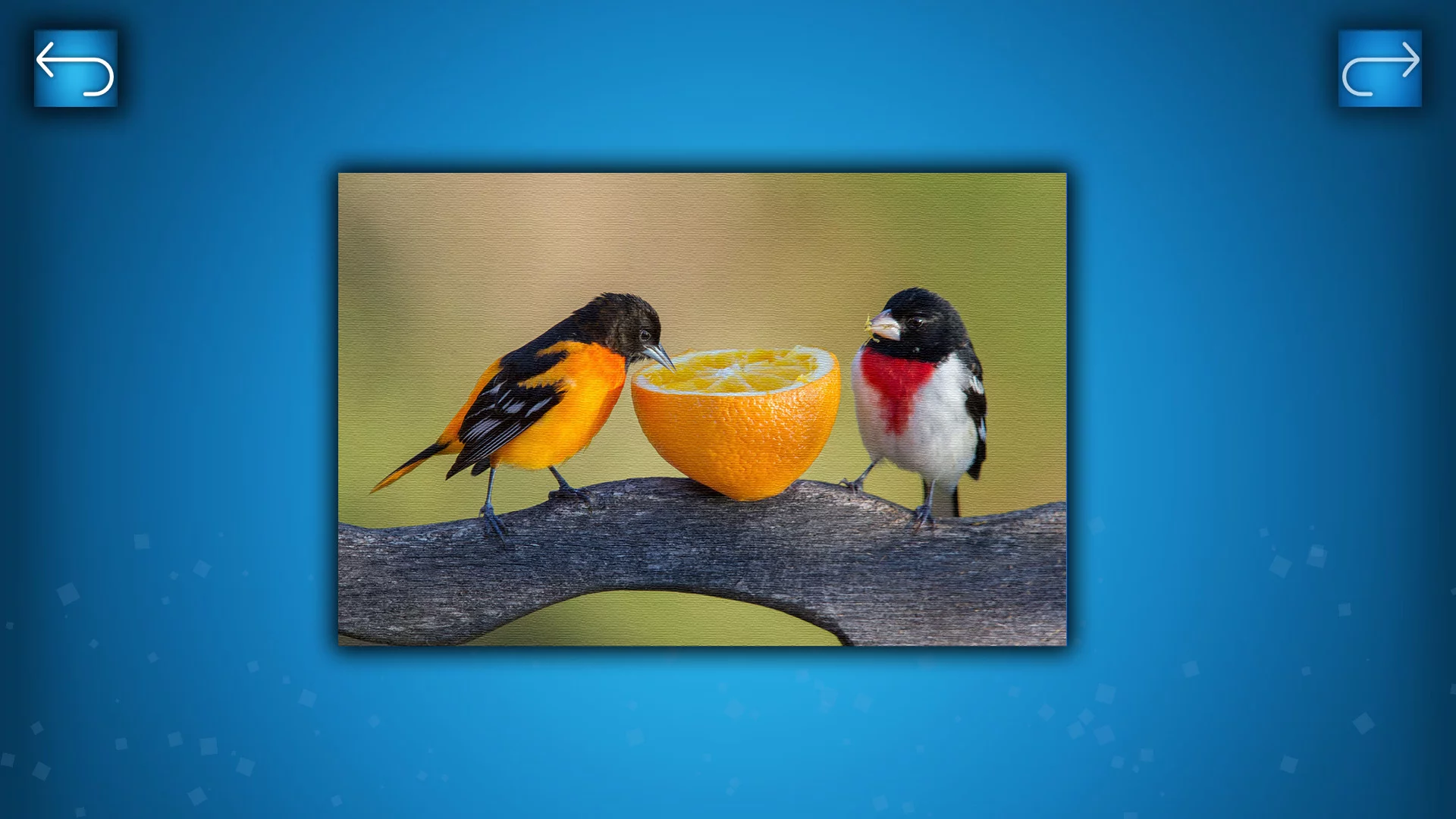Изображение игры: PUZZLE: BIRDS