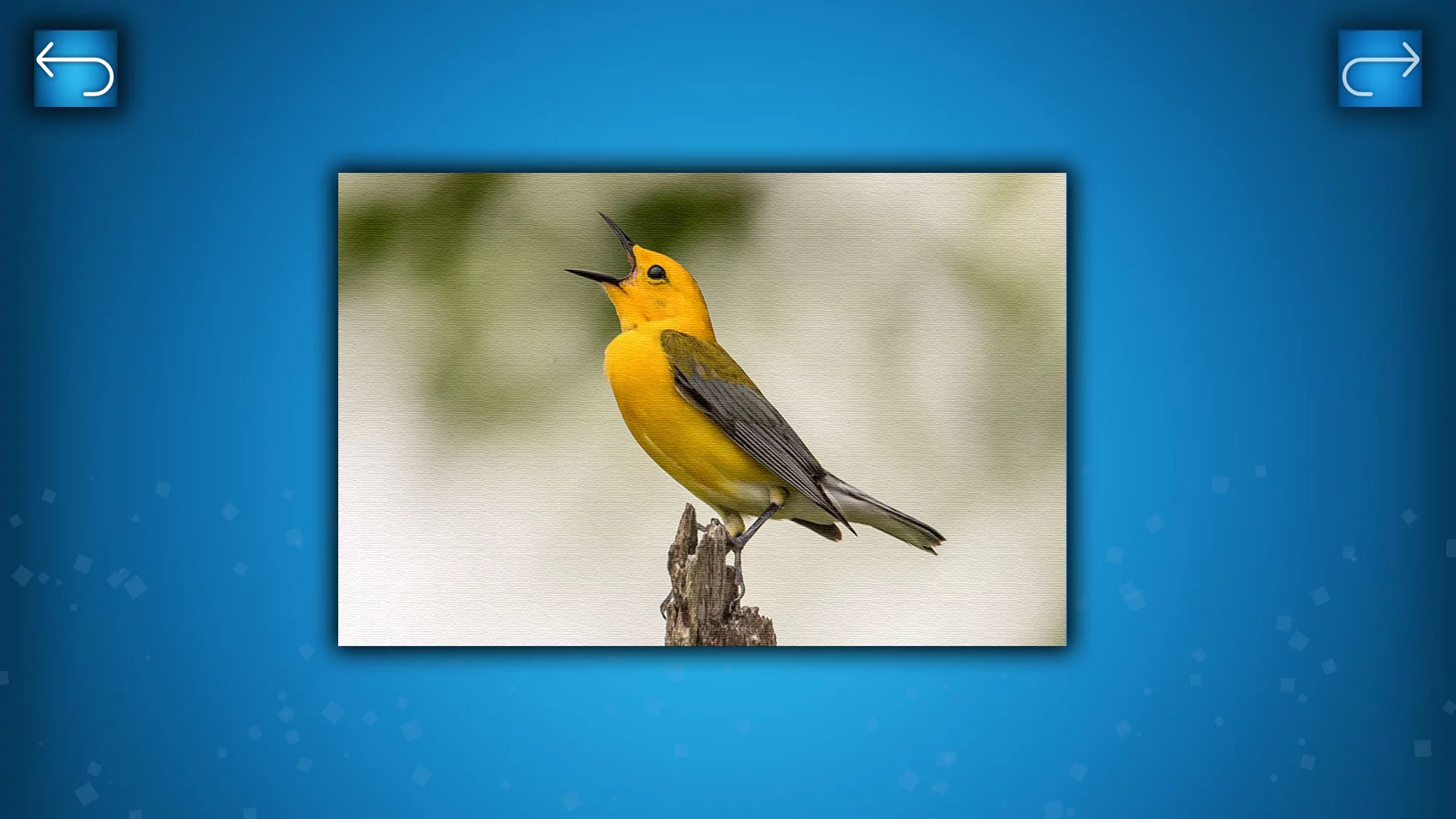Изображение игры: PUZZLE: BIRDS